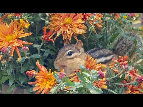 꽃이 얼마나 맛있길래