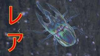 虹色ドスヘラクレス捕まえてレア環境生物コンプしたぞ！【モンハンワイルズ】