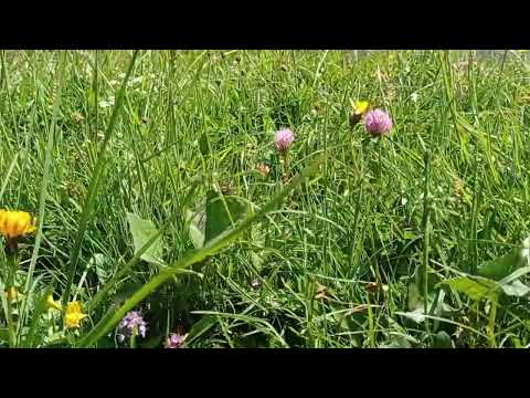 MAMBO KURT DER SOMMER WIRD GEIL