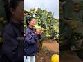 The Simple Way To Enjoy A Cactus Young Leaf Plants Foodie Fruit