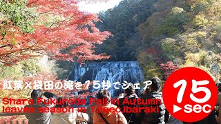紅葉の袋田の滝（茨城）を、所要時間1時間45分で観光！15秒でシェア。Share Fukuroda Fall in Autumn Leaves season in 15 seconds.