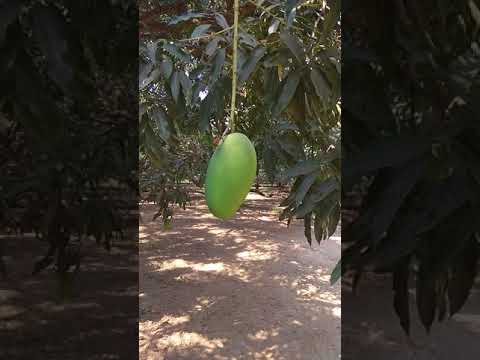 Organic mango or chuan mango or tapkan mango