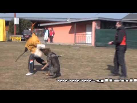 Gazzy Vikar - protection,  8 months