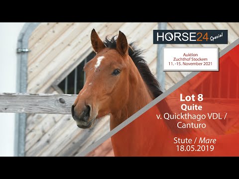 Horse24 Special - Auktion Zuchthof Stockem: Lot 8 Quite Stute v. Quickthago VDL - Canturo