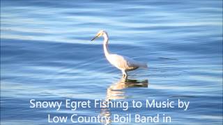 Snowy Egret Fishing to Music by Low Country Boil Band, Bluffton, SC