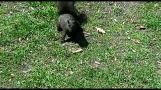 preview picture of video 'Squirrel, Trinity Bellwoods Park, Toronto, Ontario, Canada, North America'