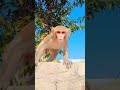 Gullak Fod Ke New Song By Farmaninaaz Vanshika Bura Dholak Treding Short Youtubeshorts Shorts