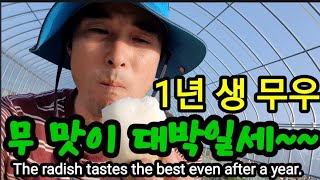 세상에 이런 맛이! 놀라워요~ The radish tastes the best even after a yea…