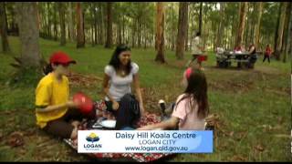 preview picture of video 'Great South East - Daisy Hill Koala Centre'