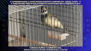 CAMPARI CPF ( Cerol x Dudi )
