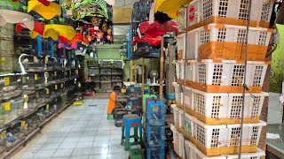 Download lagu Datang Trucuk KantiL Mandarin Manyar Keling Pleci Glatik Cendet King Konin Tepus Sirpu Jalak Kenari mp3 Download lagu Datang Trucuk KantiL Mandarin Manyar Keling Pleci Glatik Cendet King Konin Tepus Sirpu Jalak Kenari mp3