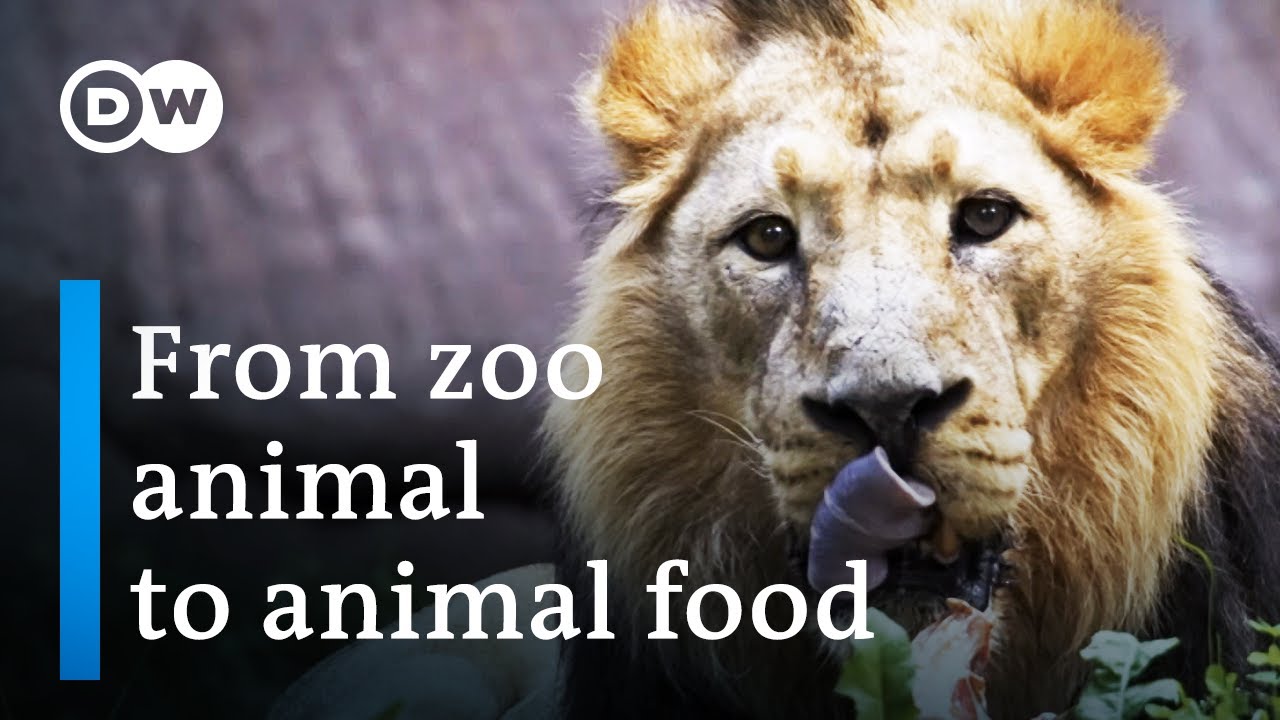 Why zoos sometimes kill animals?