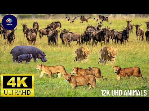 4K African Animals | Hwange National Park - Amazing African Wildlife Footage with Real Sounds in 4K