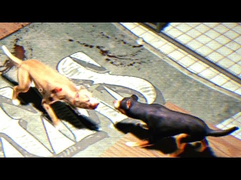 Watch Dogs 2 - Walkthrough Part 47 - Main Operation: Eye For An Eye (A Real Dog Fight)