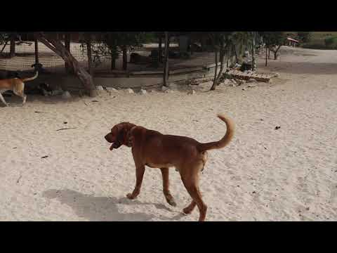 Vídeo de CHARLIE