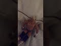 Saint Patric S Day Toy Story 31