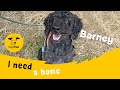 Barney the brilliant Crossbreed | Dogs Trust Shoreham