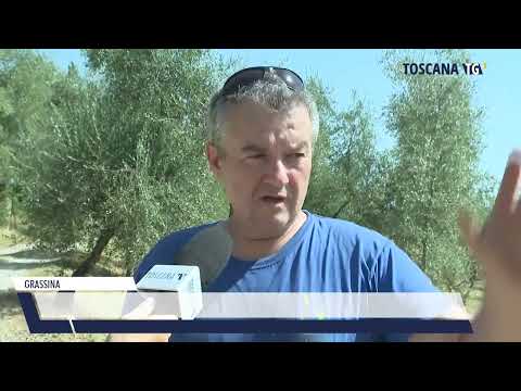 2022-08-17 GRASSINA - NUBIFRAGIO,  IL 70% DELLE OLIVE A TERRA