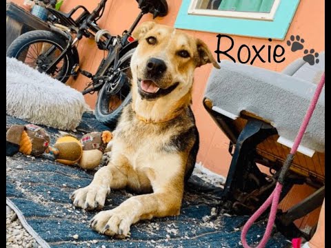 Roxie, an adoptable German Shepherd Dog & Australian Cattle Dog / Blue Heeler Mix in Williamsburg, NM_image-1
