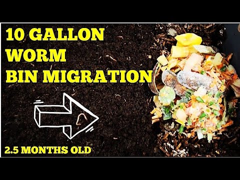 Horizontal Migration Begun In 10 Gallon Red Wiggler Worm Bin At 2.5 Months Old  | Vermicomposting