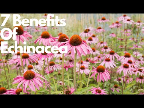 7 Benefits Of Echinacea