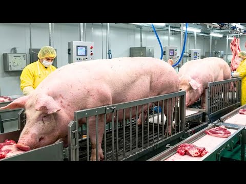 Inside the World’s Largest Pork Farm: Full Pig-to-Table Production Process (Full Process)