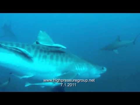 Tigerhaitauchen mit Walter Bernardis