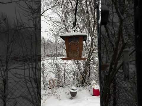 Backyard Birds! Southern Ontario in Winter