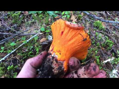 Picking Lobster mushrooms