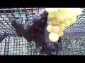 Baby Bat Grape Munchers