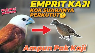 Download lagu Burung Emprit Kaji suara mewah rasa perkutut mp3