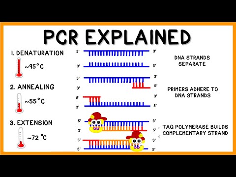PCR (Polymerase-Kettenreaktion) erklärt
