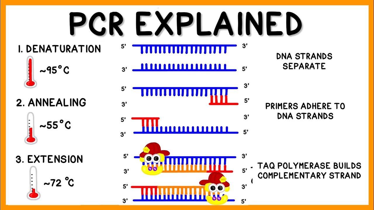 PCR (Polymerase Chain Reaction) Explained