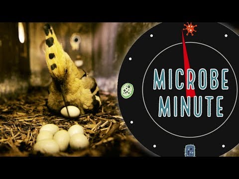 The Stinky Shield of the Hoopoe Bird | Microbe Minute