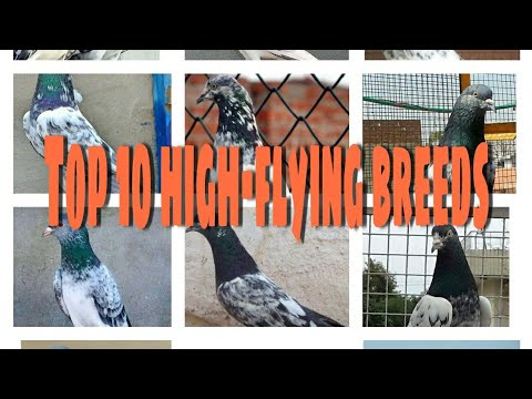 , title : 'Top 10 high-flying  pigeon breeds'