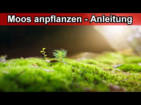 , title : 'Moos Pflanzen im Garten & Beet anlegen & züchten– Moos anpflanzen & vermehren Anleitung'