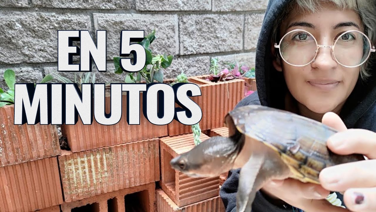 Watch Cómo hacer un terrario para tortuga en 5 minutos sin cemento y fácil Now Cómo hacer un terrario para tortuga en 5 minutos sin cemento y fácil
