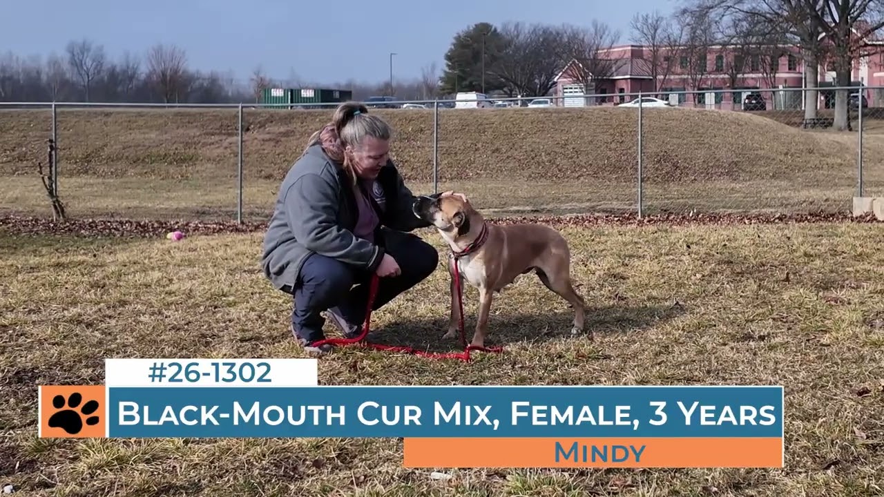 Mindy, an adoptable mixed breed in Frederick, MD video 1/6