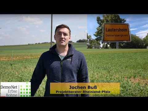 Erbsen in vielen Varianten auf dem Betrieb Wolf - DemoNetErBo