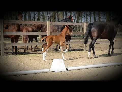 Stutfohlen von FIDERTANZ x SIR DONNERHALL x DON PRIMERO