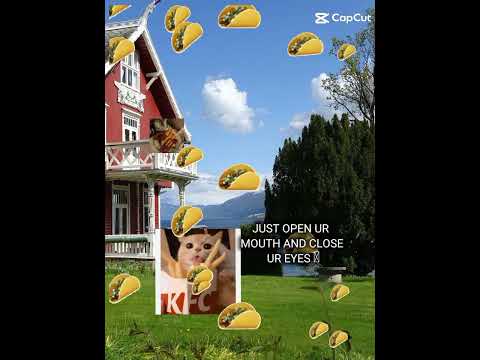 tacos 🌮 #aksacat #cat