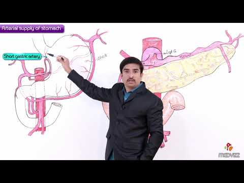 Arterial supply of Stomach - Gross anatomy of Abdomen / Dr G Bhanu Prakash