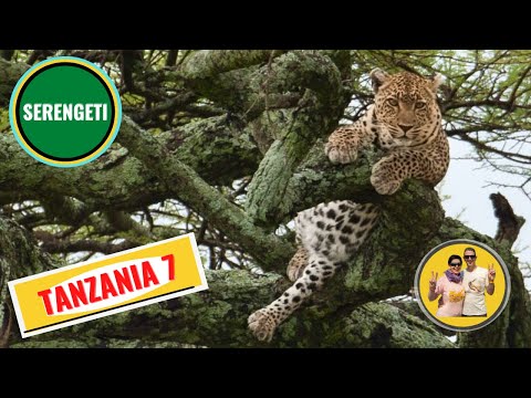 Cat with prey in Serengeti - Wildlife Photography