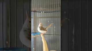 Download lagu Prenjak Lumut Rasa Ciblek Ngebren mp3