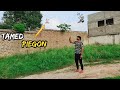 Tame Kabooter Ah Gea Hath Pay Bethny Wala Piegon