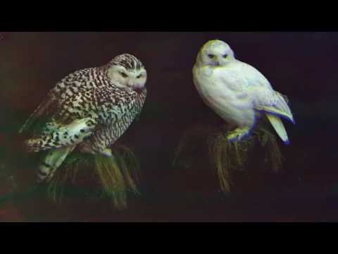 Dungen - Jakten genom skogen (Official Audio)