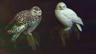 Dungen - Jakten genom skogen