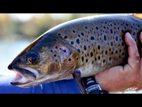 Рыбалка на таёжной речке/Ленок, Хариус, МЕДВЕДИ!