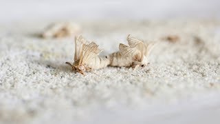 A Beautiful Contradiction