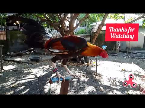 rapid sweater( Bruce Barnett sweater)